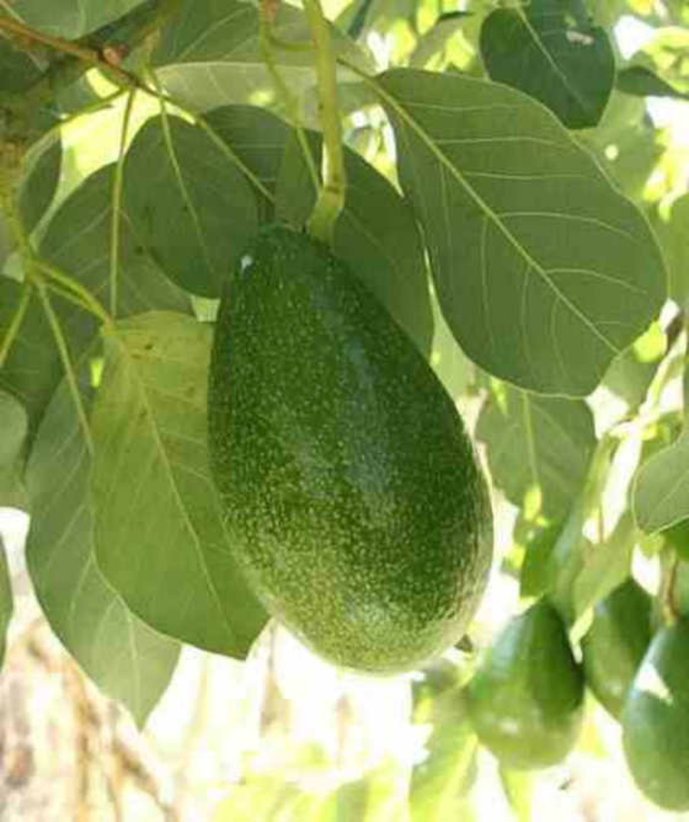 Avocatier : persea americana var. Bacon (de greffe) pot de 7 litres ? 60/80 cm