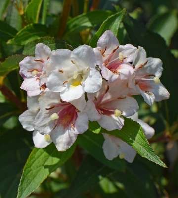 fleur abelia