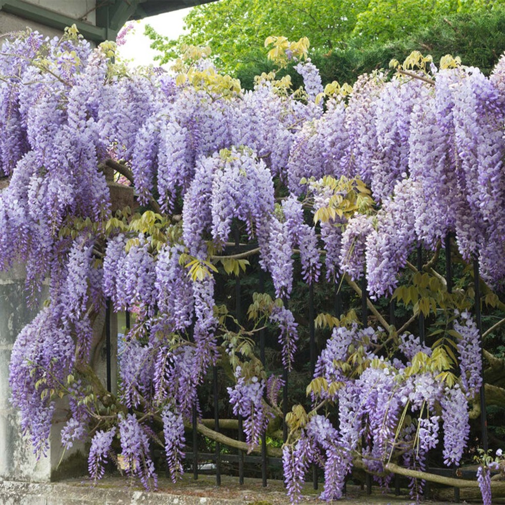 Lot de 2 - wisteria sinensis 'prolific' - glycine bleue - 50-70 cm de haut - pot 15 cm