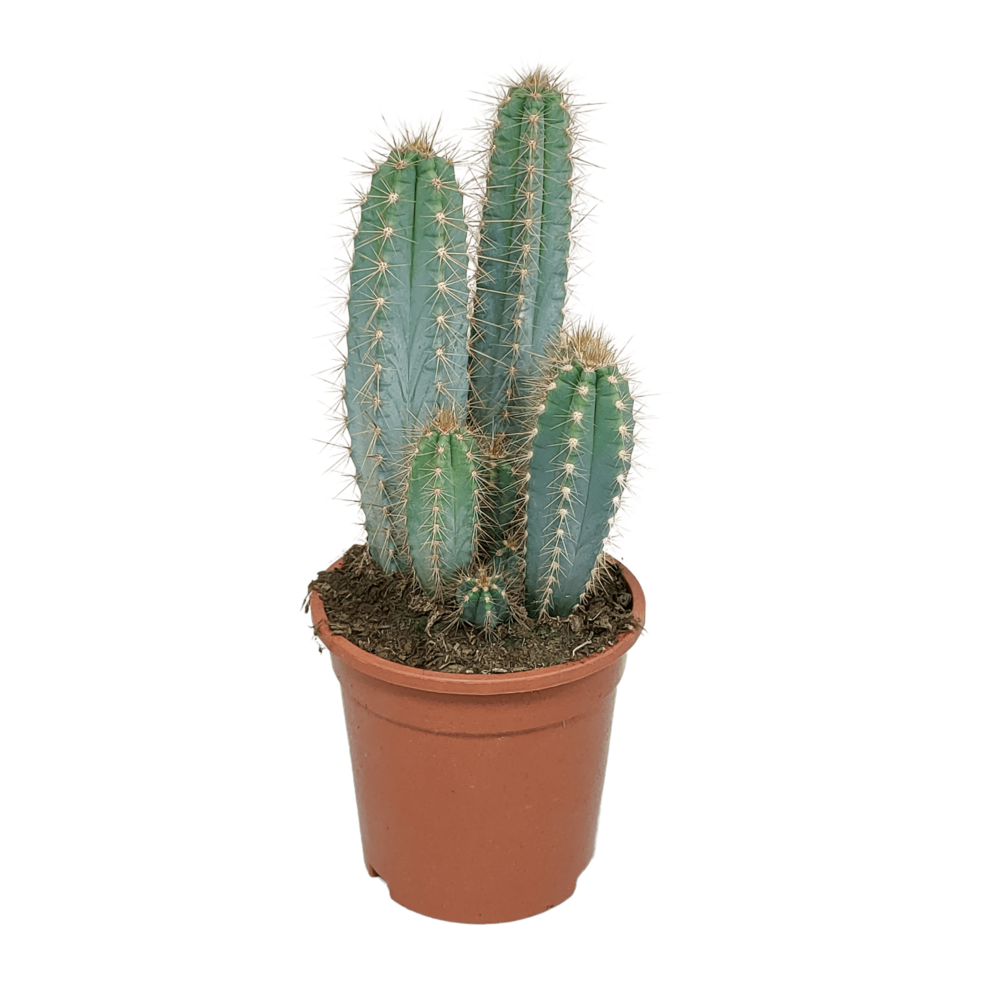Pilosocereus azureus h40cm - cactus d'intérieur