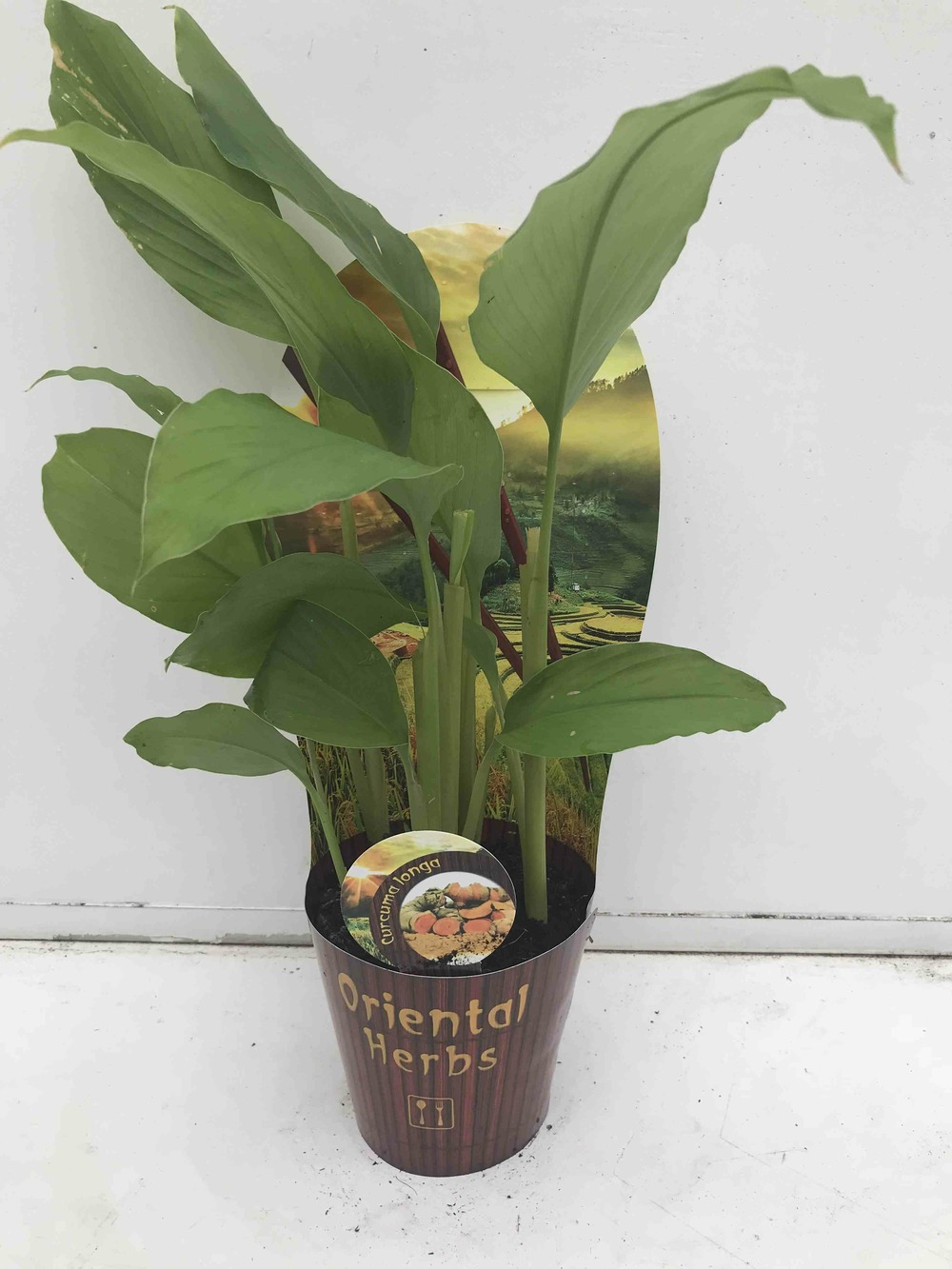 Curcuma longa (safran des indes) pot de 2 litres - 0/80 cm