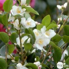 Camellia transnokoensis: 2 litres (blanc étamine jaune