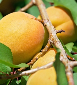 fruit abricotier