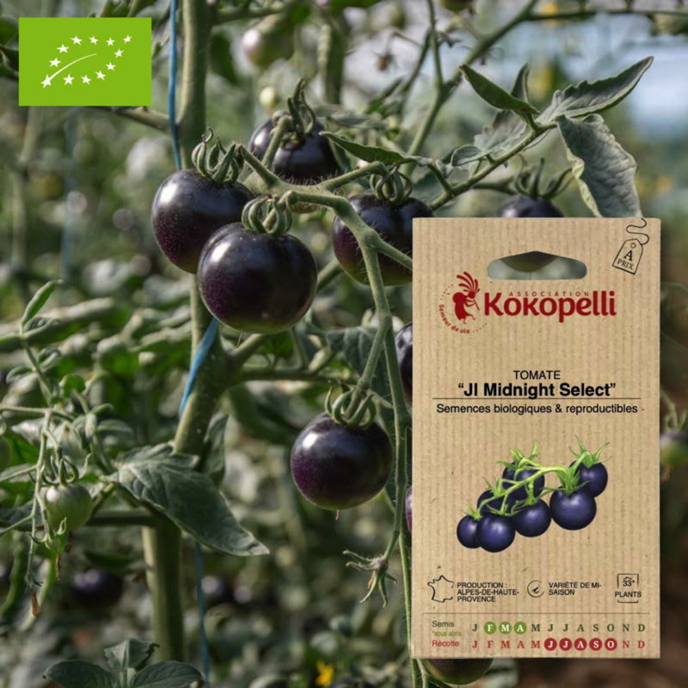 Tomate jl midnight select- graines bio à semer