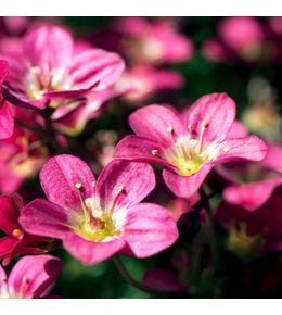 Saxifrage d'arends 'peter pan' godet de 8/9 cm