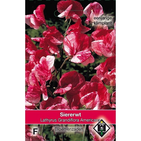 Pois de senteur 'americana' le sachet de 20 graines environ (2g)