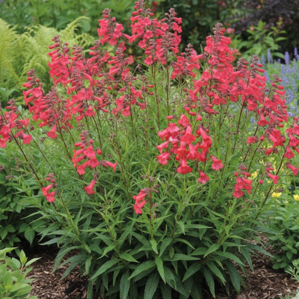 Penstemon pennington gem lot de 9 godets