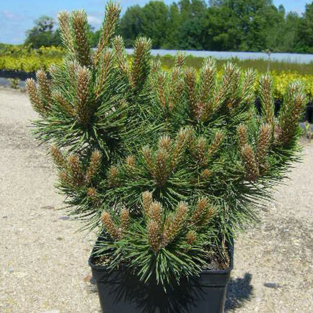 Pin noir d'autriche nain, pinus pot de 3l - 20/40 cm