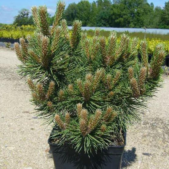 Pin noir d'autriche nain, pinus pot de 3l - 20/40 cm