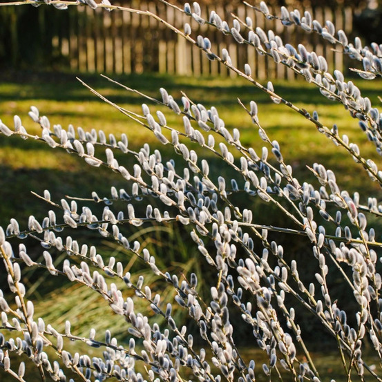 Saule marsault pleureur kilmarnock, salix pot de 15l - 1/2 tige