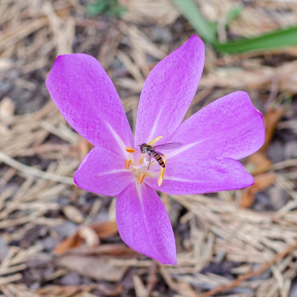 Colchique d'automne 'lilac wonder' bulbe calibre 20+