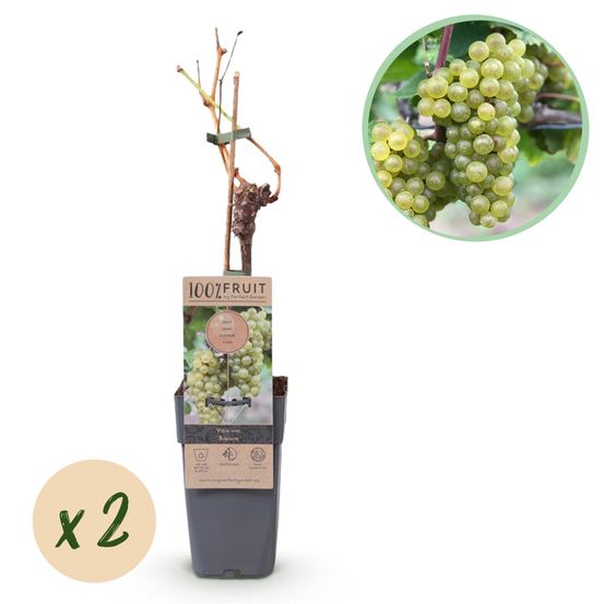 Lot de 2 - vitis vinifera bianca - raisin blanc - h50 cm