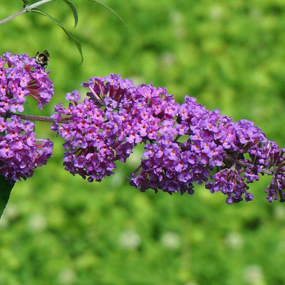 Arbre aux papillons bleu empire blue, buddleia pot de 4l - 20/40 cm