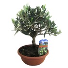 Olea europaea - bonsaï - pot 21cm - hauteur 30-40cm