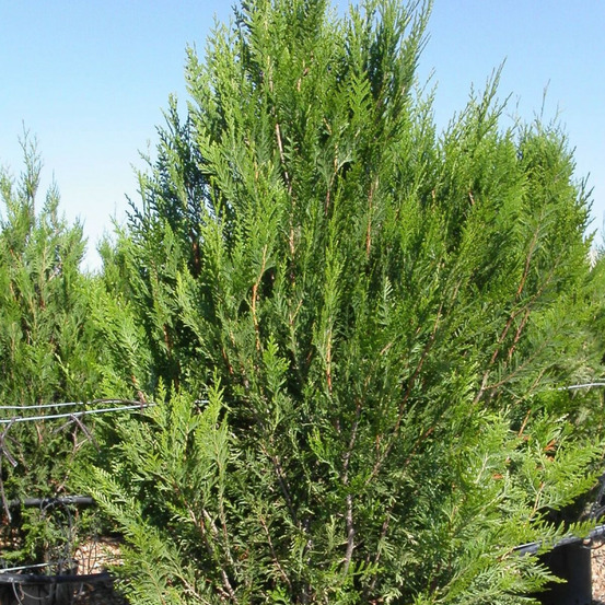 Thuya géant atrovirens, thuja plicata pot de 2l - 40/60 cm