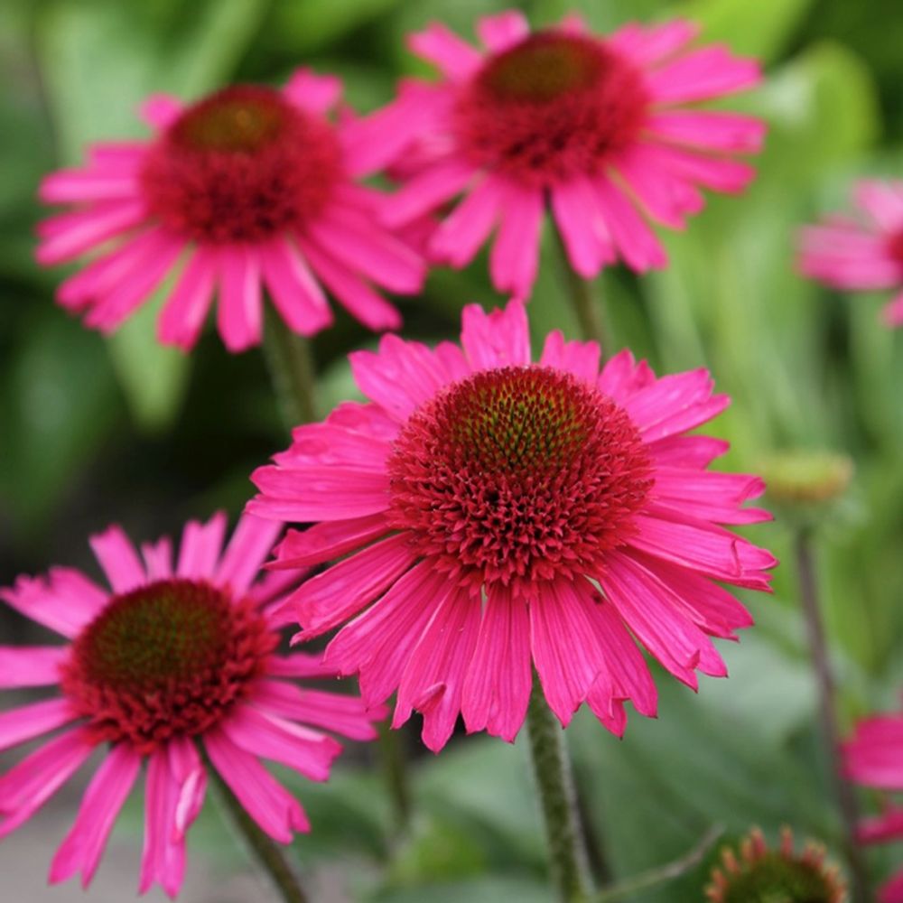 Echinacea purpurea delicious candy - echinacée godet de 8/9 cm