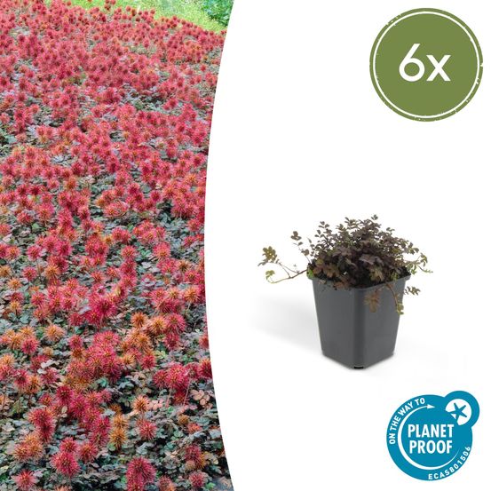 Lot de 6 - acaena microphylla 'kupferteppich' - h10-25 cm