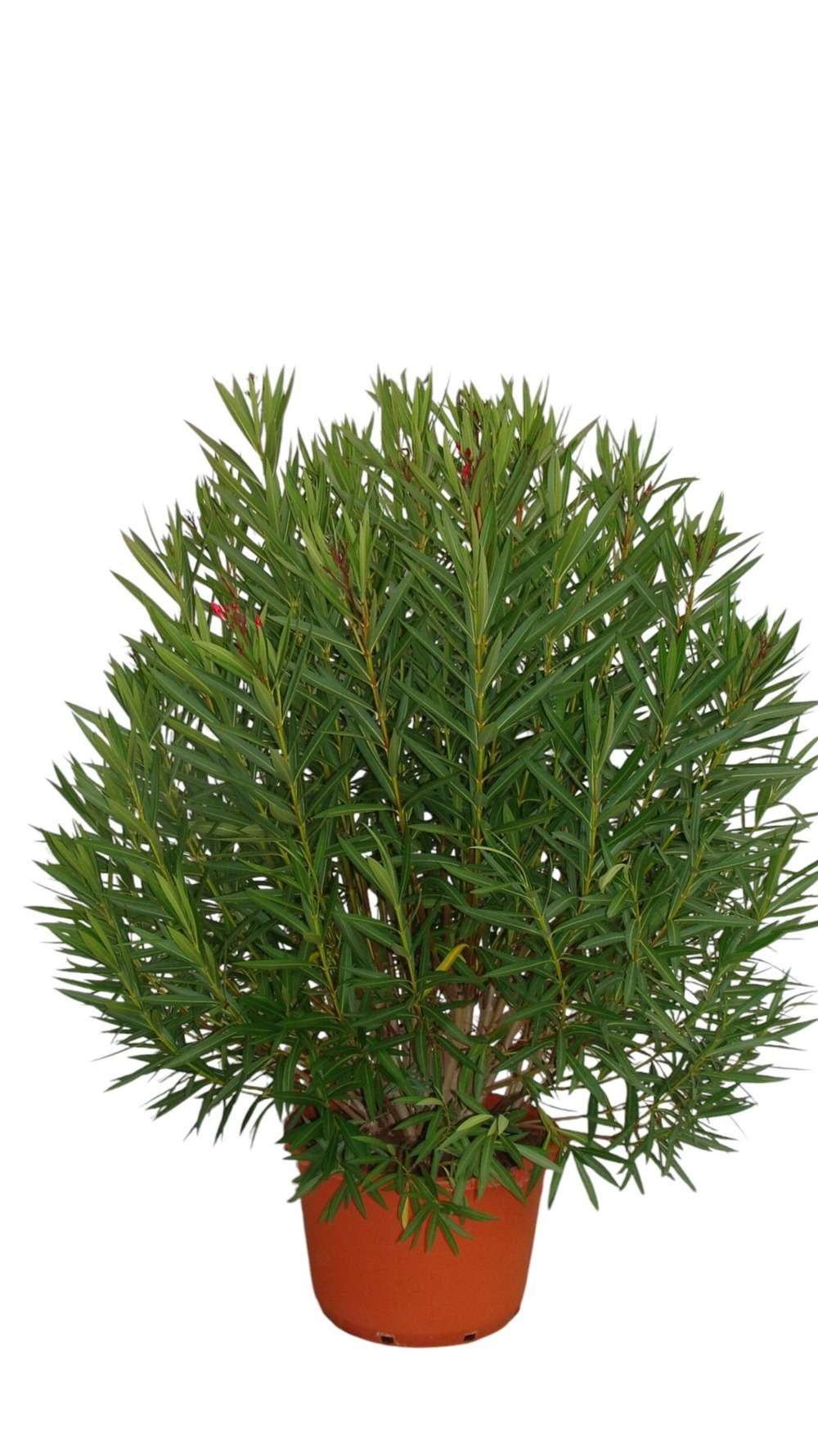 Laurier rose 'magaly' - pot 80 l - h 200 cm