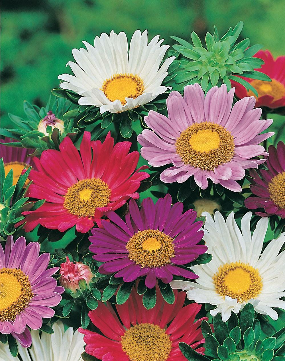 Reine marguerite madeleine geante - 1 g