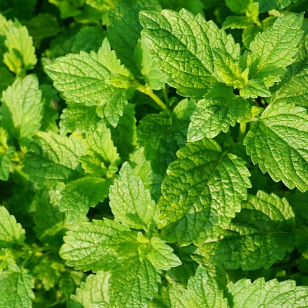 Menthe verte godet - 5/20 cm