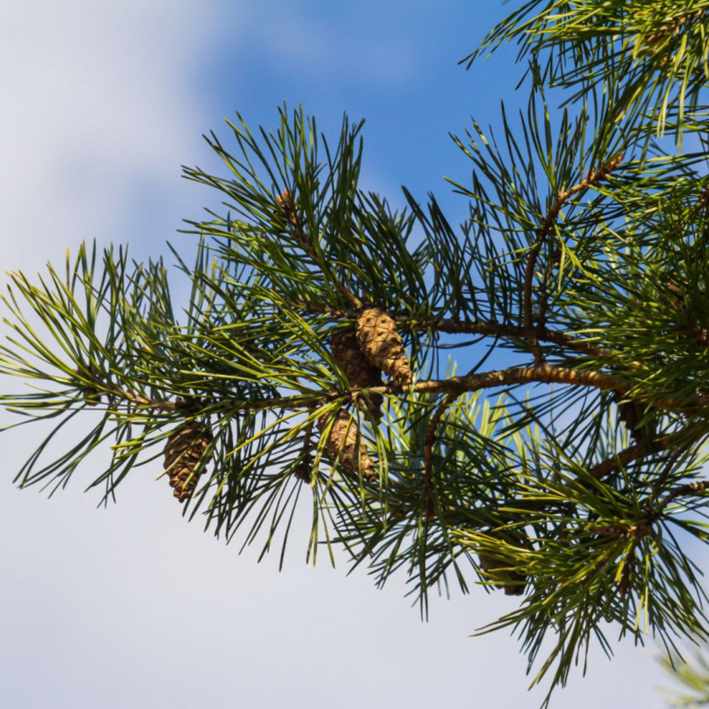 Pin noir green pearl - pinus nigra green pearl tige 40cm pot 8l