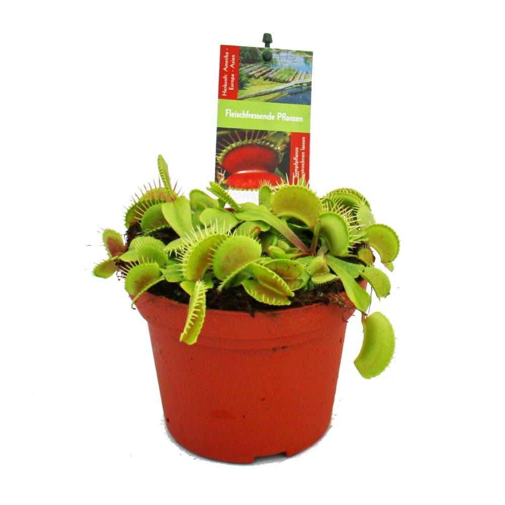 Piège à mouches vénus - dionaea muscipula - pot de 12cm