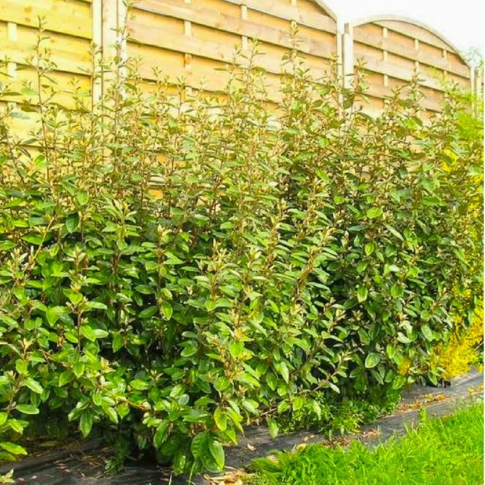 Elaeagnus (elaeagnus ebbingei)