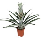 Ananas comosus - pot 14cm - hauteur 45-55cm - plante d'intérieur - plante anti-ronflement