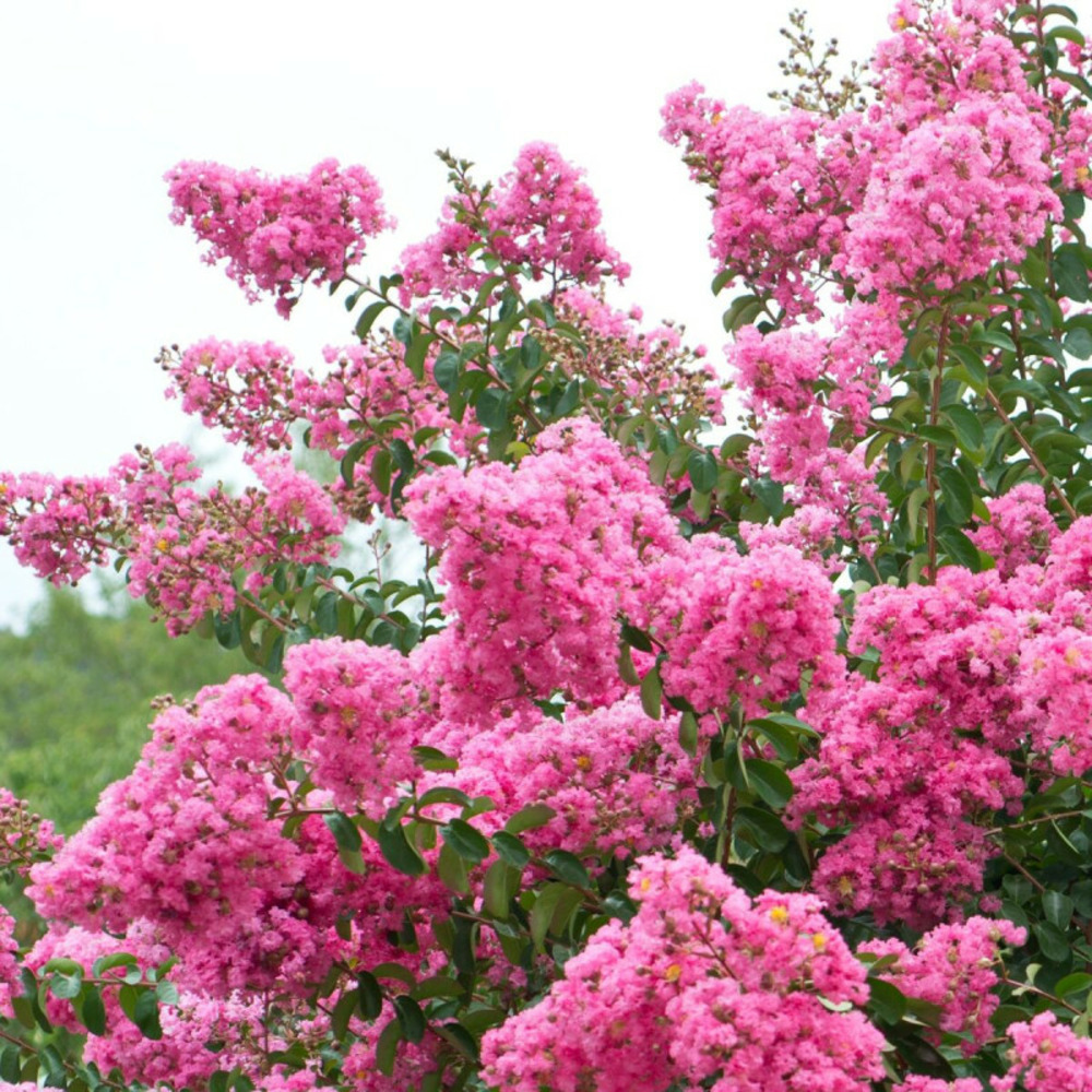 Lilas des indes rose, lagerstroemia pot de 4l - 40/60 cm
