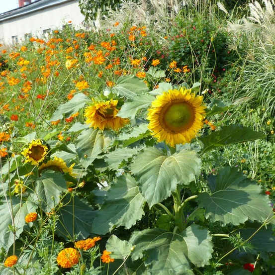 Soleil nain 'sunpot' le sachet de 60 graines environ (3g)