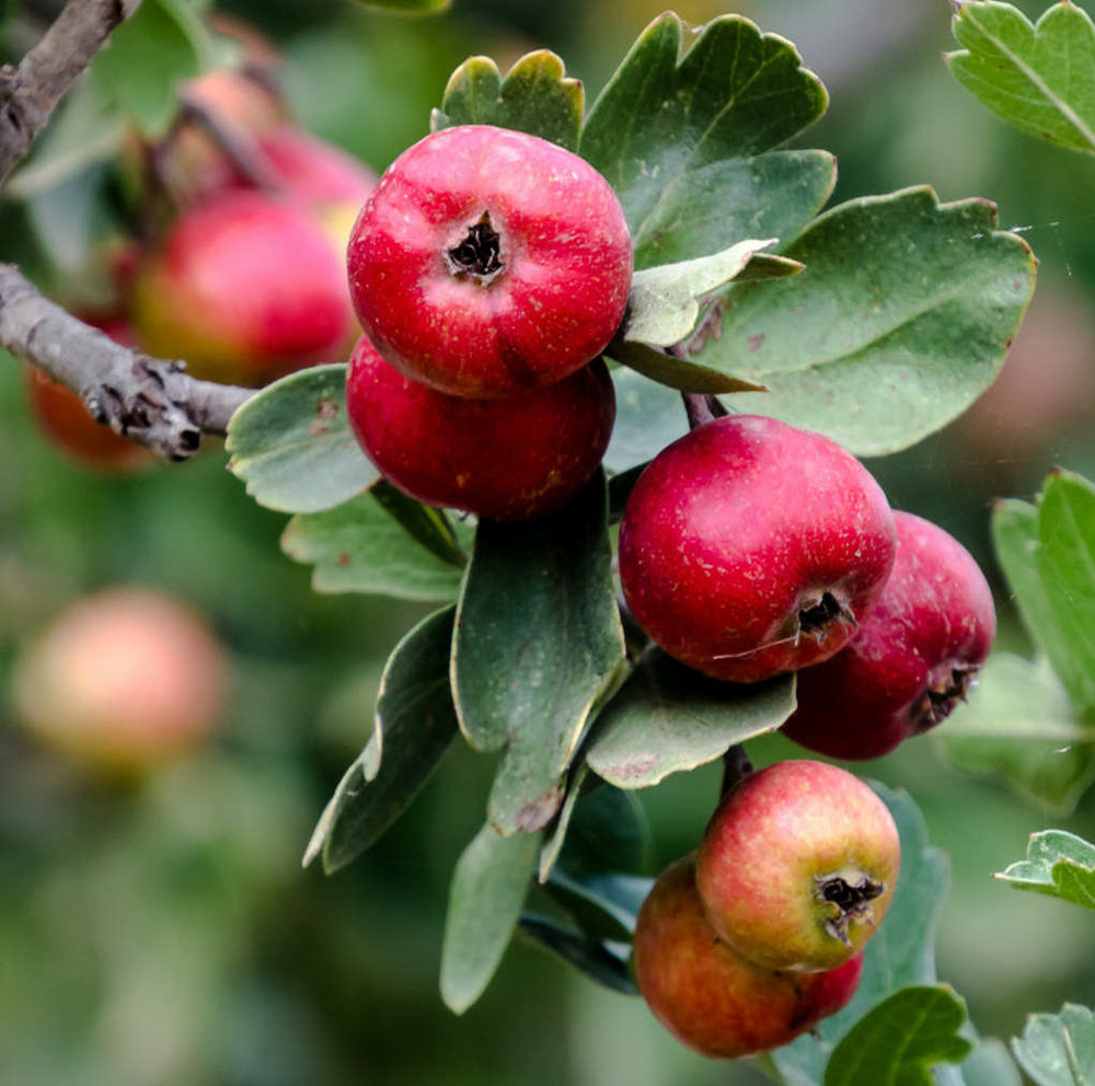 Crataegus azarolus (acerolier, épine d'espagne) pot de 7 litres ? 120/140 cm