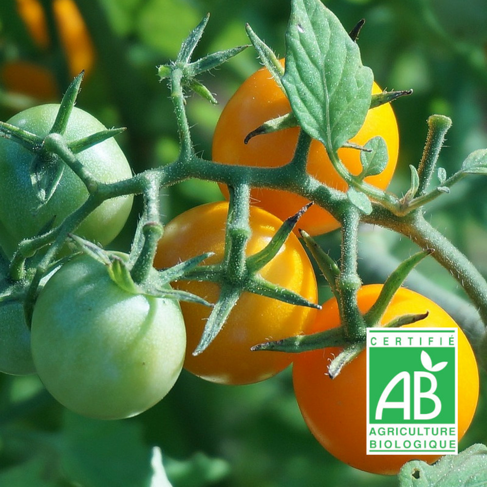 Graines de tomate cereza amarilla - sans traitement - vilmorin sachet