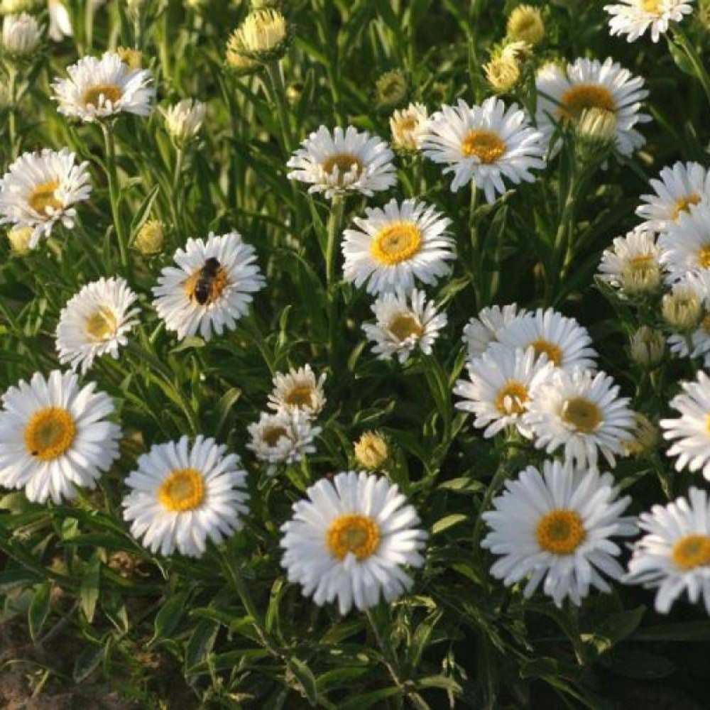 Aster de printemps albus lot de 9 godets
