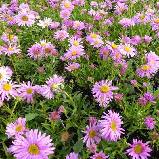 Aster des alpes 'happy end' godet de 8/9 cm