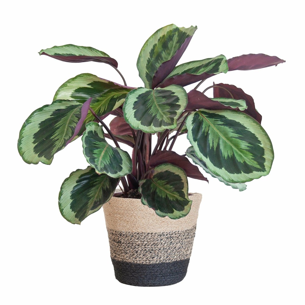 Calathea medaillon et son pot panier multicolor - hauteur 65cm