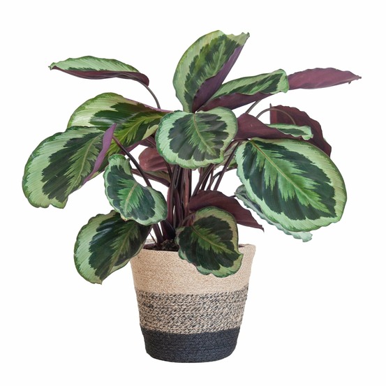 Calathea medaillon et son pot panier multicolor - hauteur 65cm