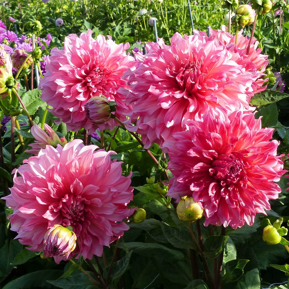 Dahlia géant décoratif 'islander' bulbe calibre i