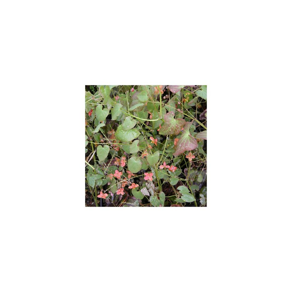 Fleur des elfes orangekönigin/epimedium pubigerum orangekönigin[-]godet