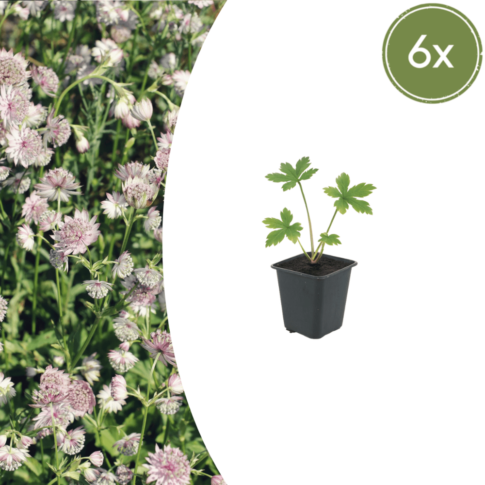 Lot de 24 - astrance (astrantia major) 'major'