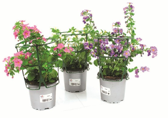 Bacopa pot 10,5 cm