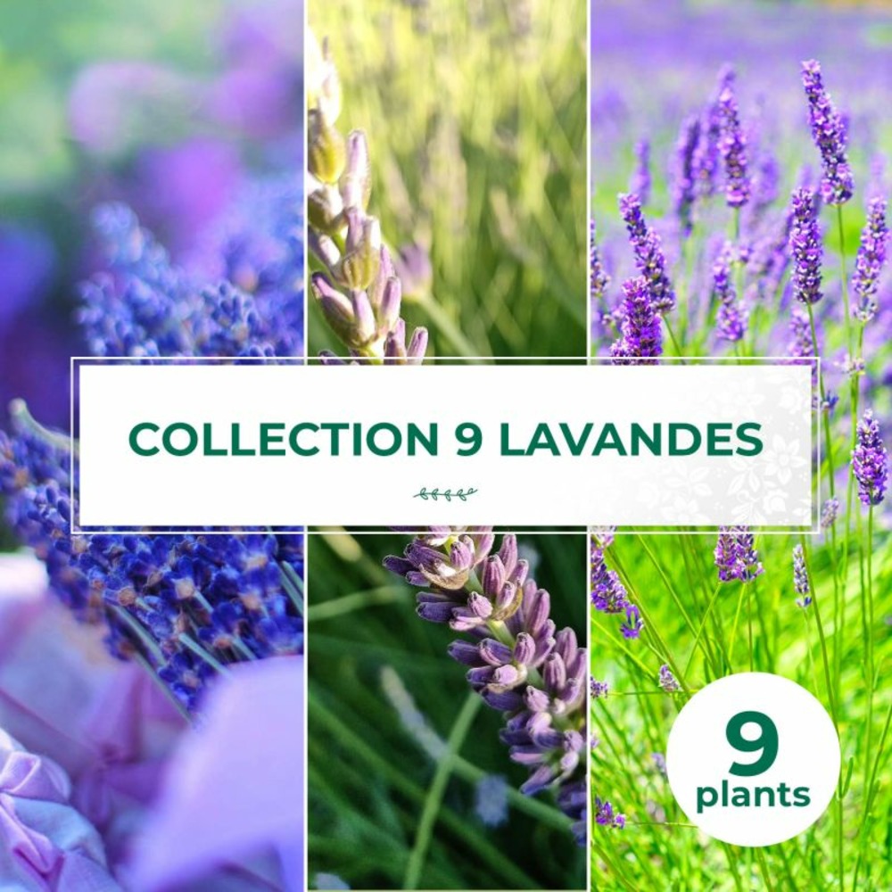 Collection de 9 lavandes