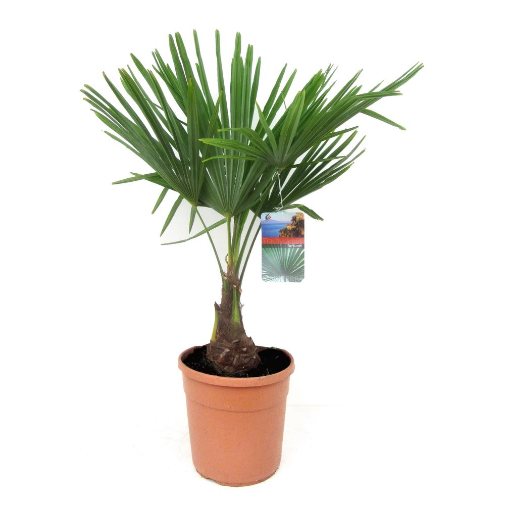 2 Palmiers Trachycarpus Fortunei - 60-70cm - Résistants Au Froid - ⌀21cm Pot