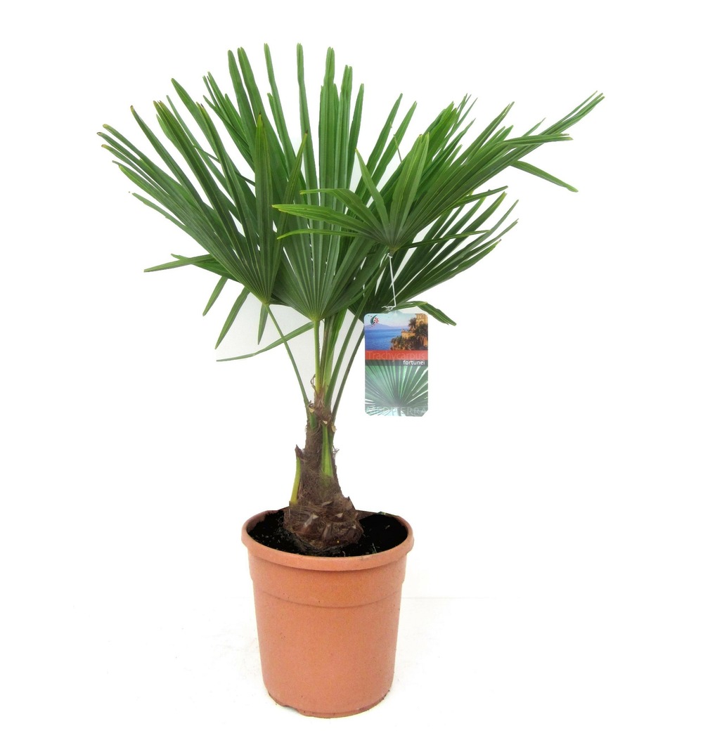 Trachycarpus fortunei - palmier éventail - pot 21cm - hauteur 65-75cm
