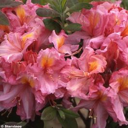 Azalée Rose Ruffels Azalée caduque de chine 'berry rose' pot de 4l/5l | Truffaut