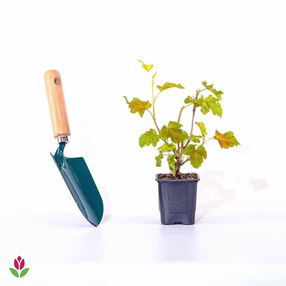 Physocarpe amber jubilé® jefam - le pot / 8cm