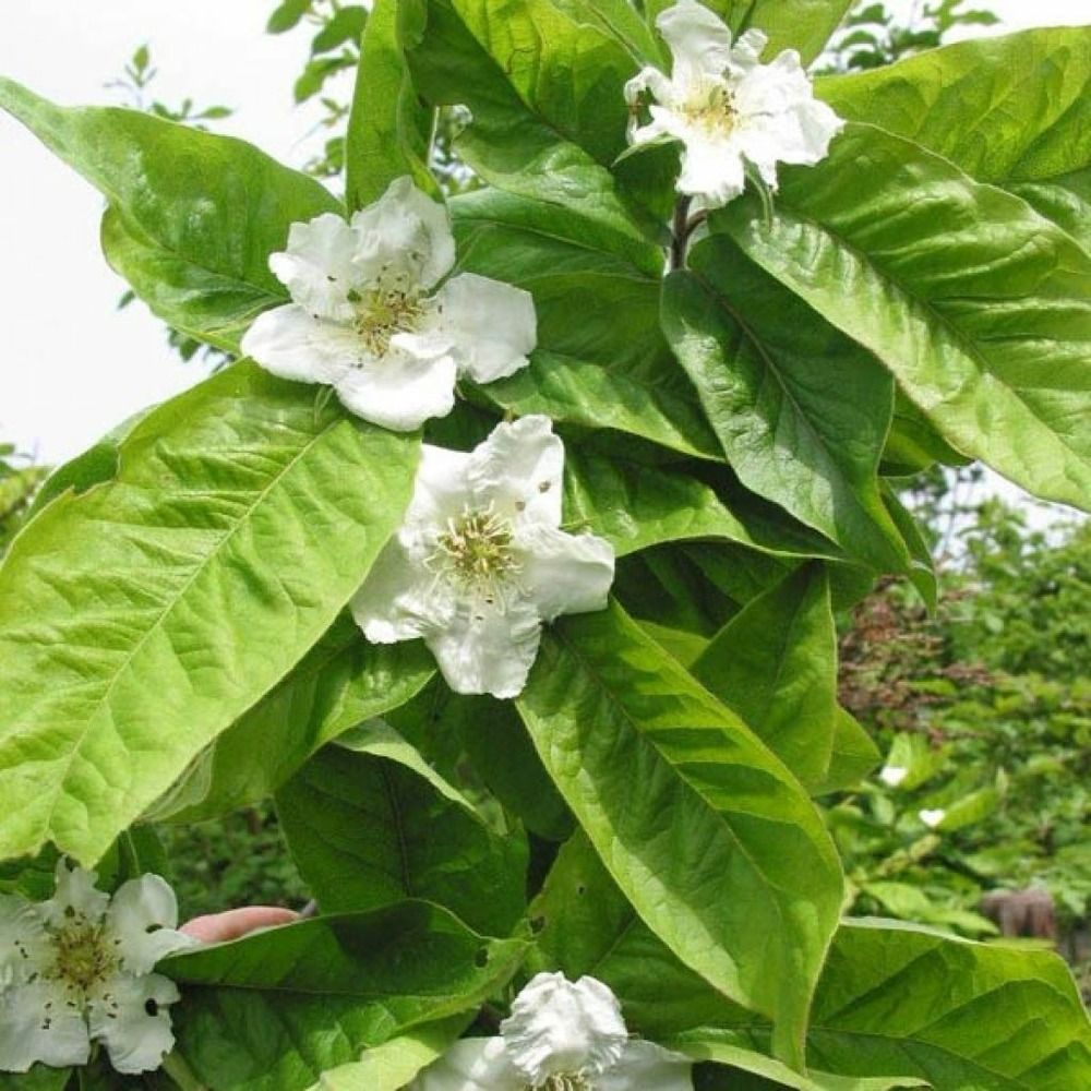Néflier pot de 4l/5l
