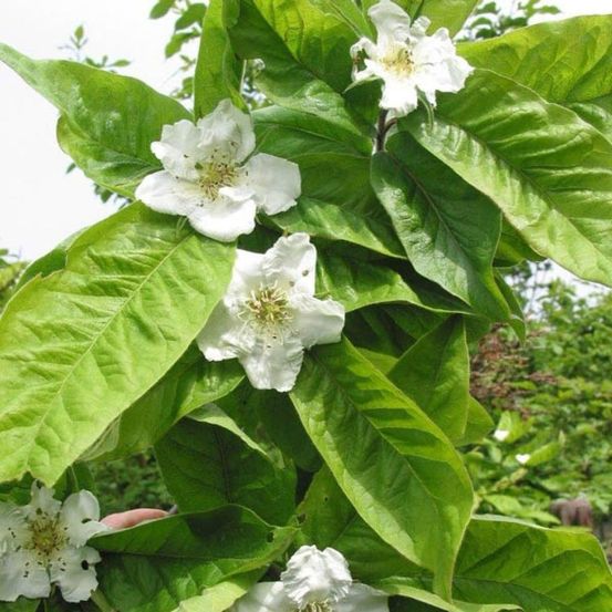 Néflier pot de 4l/5l