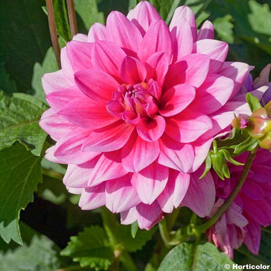 Dahlia nain double 'bluesette' bulbe calibre i