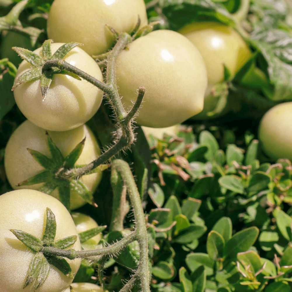 Plant de tomate mirabelle blanche f1 type cerise godet