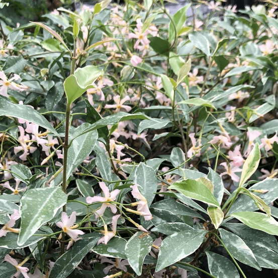 Jasmin étoilé star of milano® 'trsuz01' pot de 1,5l - tuteur bambou 30/60 cm